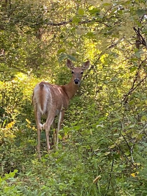 A deer stands among lush green foliage, looking back towards the camera in a serene forest setting.