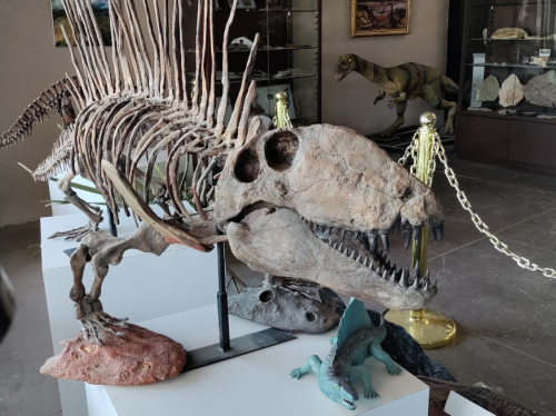 A fossilized skeleton of a prehistoric creature displayed in a museum, with other fossils in the background.