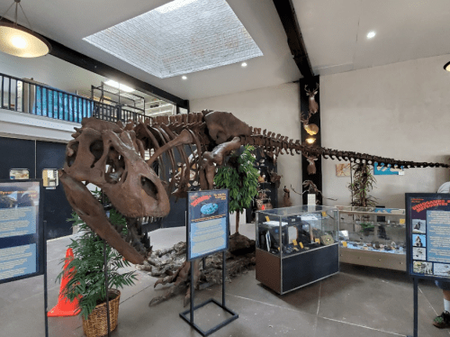 A large dinosaur skeleton displayed in a museum, surrounded by informational signs and exhibits.