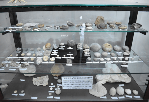 Display of various fossils and rocks in a glass case, labeled as "The Crane Collection."