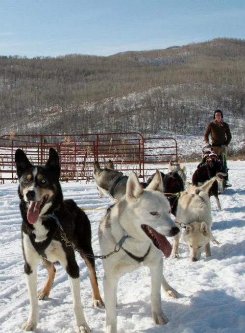 A team of sled dogs in the snow, with a person in the background preparing for a sledding adventure.
