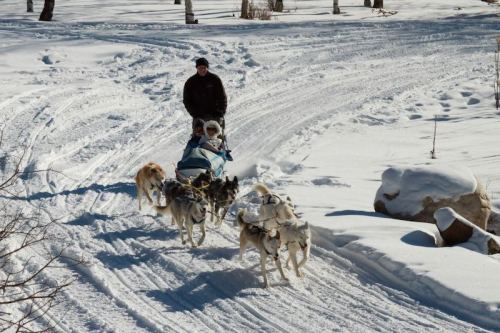 A person drives a sled pulled by dogs through a snowy landscape with trees in the background.