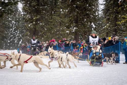 A dog sled team races through snow, with spectators cheering in the background among tall pine trees.