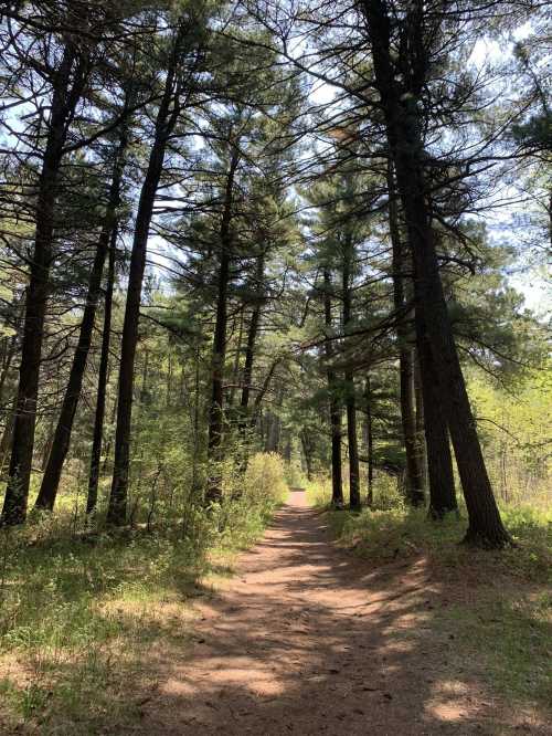 A sunlit forest path surrounded by tall trees and lush greenery on either side.