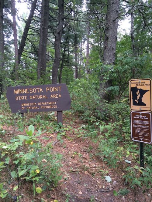 Sign for Minnesota Point State Natural Area surrounded by trees and greenery. Informational sign nearby.