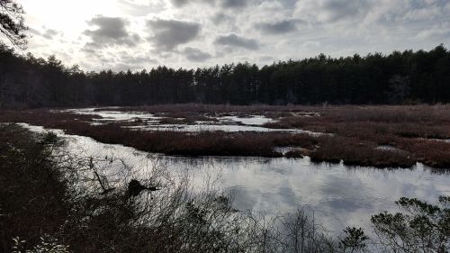 A serene wetland scene with calm water, marshy land, and a backdrop of trees under a cloudy sky.