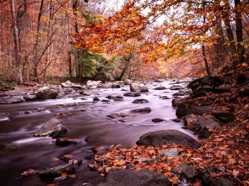 A serene river flows through a forest with autumn leaves, surrounded by rocks and vibrant fall colors.