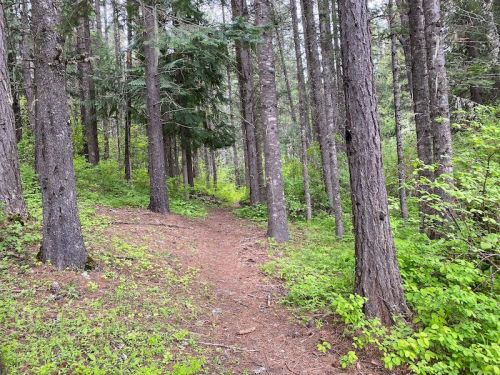 A winding dirt path through a lush green forest with tall trees and underbrush.
