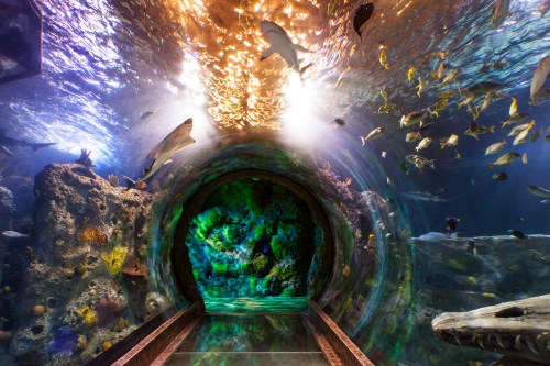 A vibrant underwater tunnel with colorful fish swimming around coral formations and illuminated by soft light.