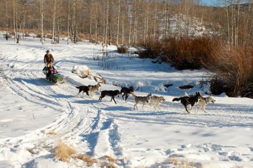 A sled team of dogs pulls a person on a sled through a snowy landscape with trees in the background.