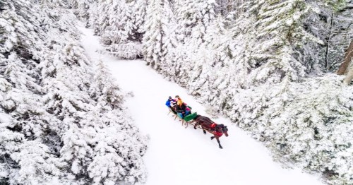 A horse-drawn sleigh travels through a snowy forest, surrounded by tall evergreen trees.