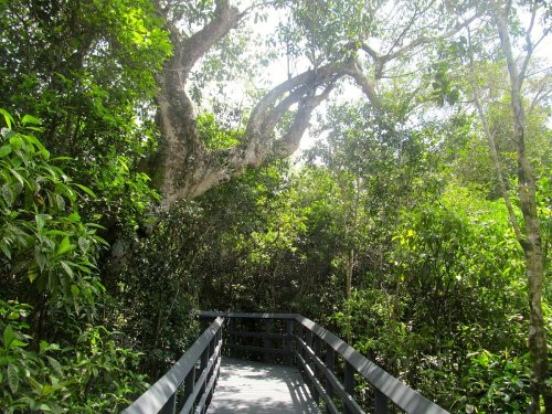 A wooden walkway surrounded by lush green trees and dense foliage in a vibrant forest.