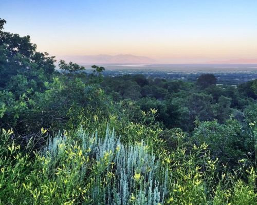 A scenic view of lush greenery with distant mountains and a soft sunset sky in the background.