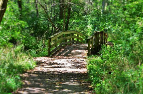 A wooden bridge spans a path through a lush, green forest, surrounded by trees and foliage.