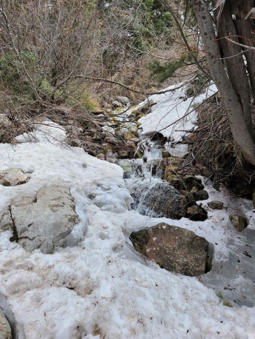 A small stream flows over rocks, surrounded by patches of snow and greenery in a forested area.