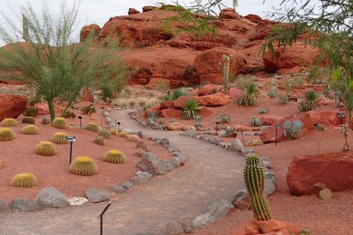 A desert garden featuring various cacti and succulents, with a winding path and red rock formations in the background.
