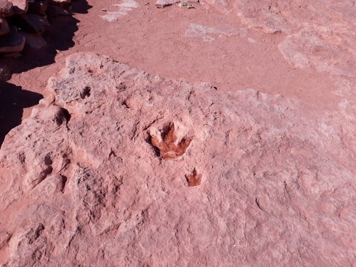 Fossilized dinosaur footprints embedded in reddish rock, showcasing distinct claw marks and impressions.