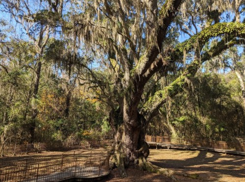 A large, moss-covered tree stands in a forest with wooden walkways winding through the underbrush.