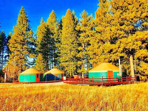 Three colorful yurts surrounded by tall pine trees, set against a bright blue sky and golden grass.