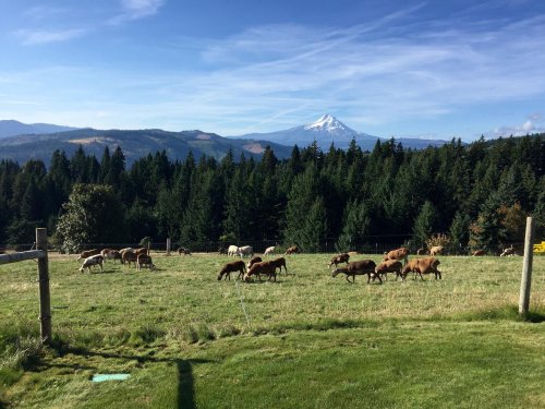 A scenic landscape with grazing sheep in a green field, surrounded by trees and mountains under a clear blue sky.