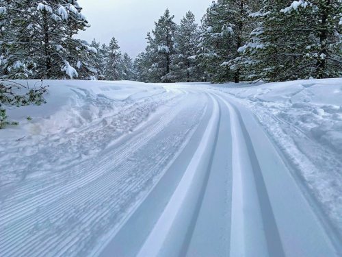 Snow-covered path winding through a forest, with fresh tracks in the snow and trees lining the sides.