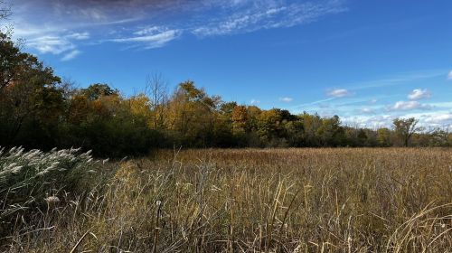 A serene landscape featuring tall grasses and trees with autumn foliage under a clear blue sky.