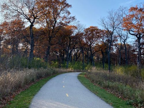 A winding path through a forest with autumn foliage and clear blue skies.