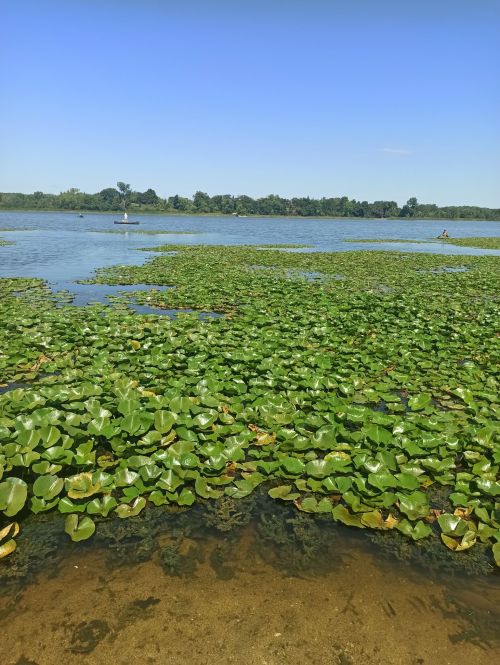A serene lake covered with green lily pads under a clear blue sky, surrounded by trees in the background.