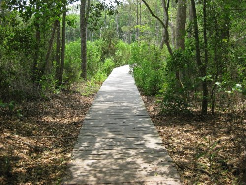 A wooden boardwalk winding through a lush green forest, surrounded by trees and foliage.
