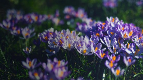 A vibrant field of purple and white crocus flowers blooming amidst lush green grass.