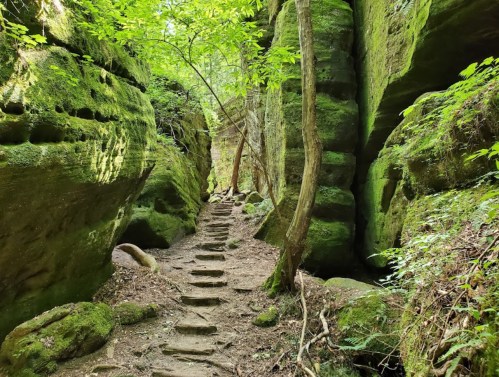 A moss-covered path winds through a lush green canyon with tall rock walls and trees overhead.