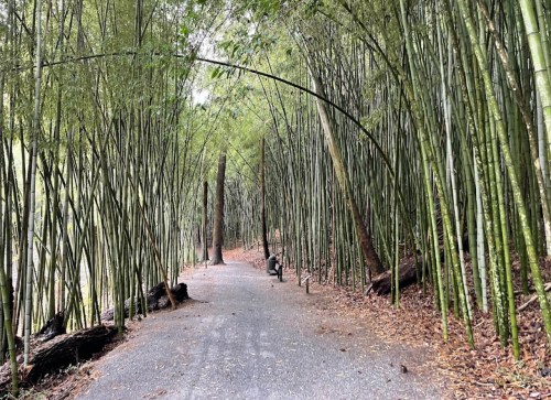 A serene pathway through a dense bamboo forest, with tall green stalks lining both sides.
