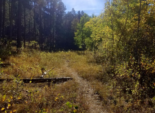 A sunlit forest path surrounded by tall trees and vibrant autumn foliage.