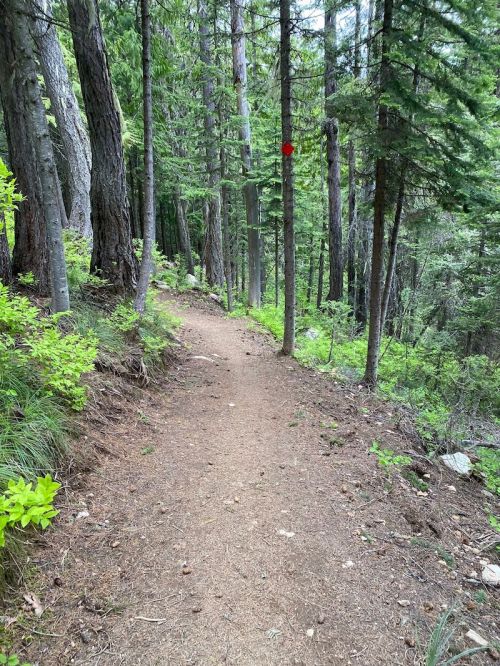 A narrow dirt trail winding through a lush green forest with tall trees on either side.