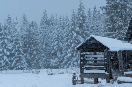 A snowy landscape featuring a wooden structure and tall evergreen trees, all blanketed in fresh snow.