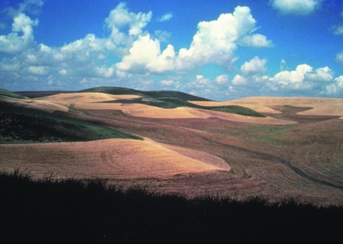 A scenic landscape of rolling hills with golden fields under a bright blue sky and fluffy white clouds.