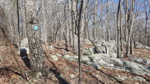 A wooded area with bare trees, rocky ground, and a blue trail marker on a tree trunk.