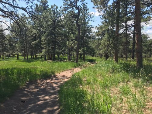 A winding dirt path through a lush green forest with tall pine trees under a clear blue sky.
