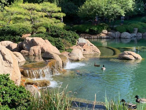 A serene pond with rocks, a small waterfall, and ducks swimming among lush greenery and trees.