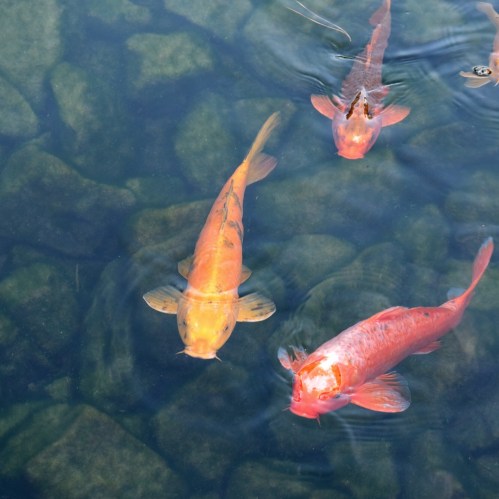 Three colorful fish swimming in clear water over a rocky bottom.