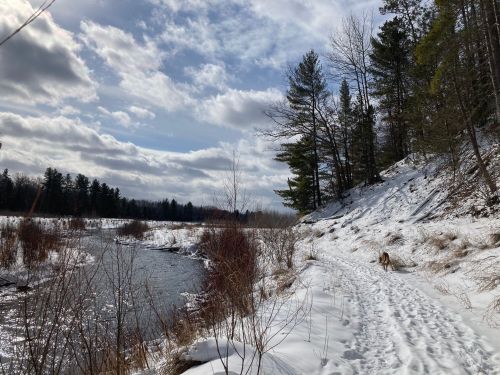 A snowy riverbank path with trees and a dog walking along the water under a partly cloudy sky.