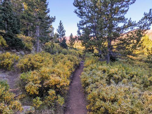 A narrow dirt path winds through a vibrant forest of green and yellow foliage under a clear blue sky.