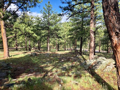 A serene forest scene with tall pine trees, scattered rocks, and patches of grass under a blue sky.