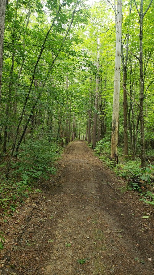 A serene forest path surrounded by tall trees and lush greenery, inviting exploration and tranquility.