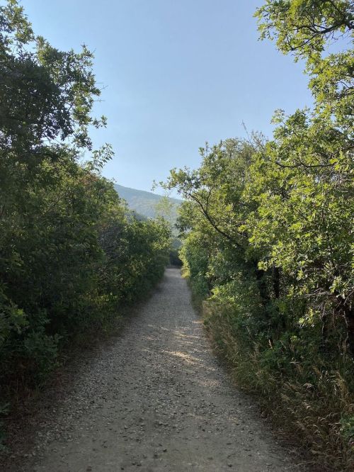 A gravel path surrounded by lush greenery, leading into a serene, wooded area under a clear blue sky.
