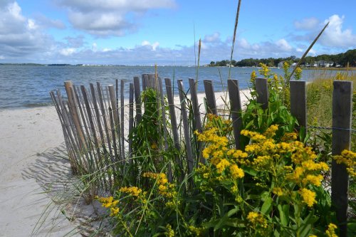 A sandy beach with wooden fencing, vibrant yellow flowers, and a calm water view under a partly cloudy sky.