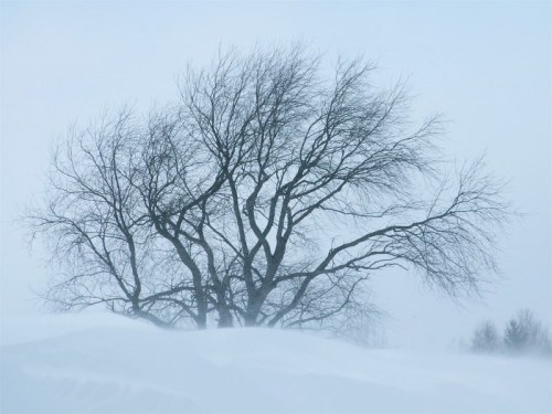 A bare tree stands against a snowy, foggy background, with swirling snow drifts around its base.