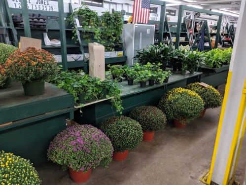 A display of potted plants and colorful mums on shelves in a greenhouse, with an American flag in the background.