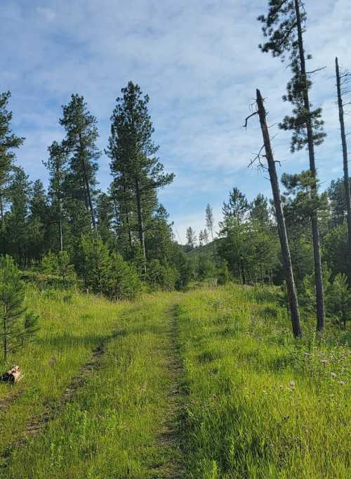 A grassy path winds through a forest of tall pine trees under a clear blue sky.