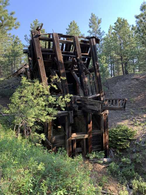 A weathered wooden structure leaning among green trees and shrubs in a forested area.